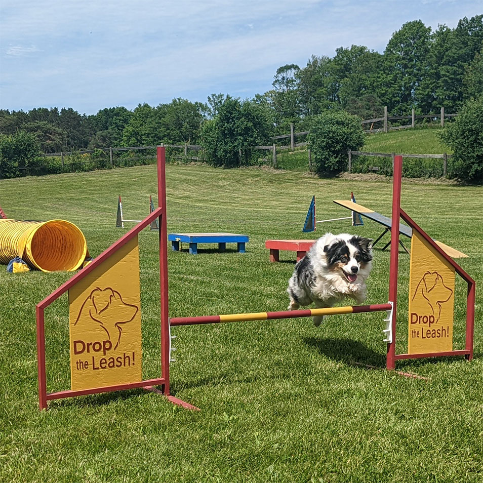 A dog leaping through a Drop the Leash branded agility jump