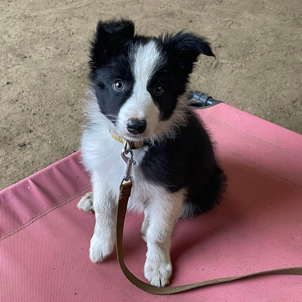 A Border Collie puppy sitting on a leash