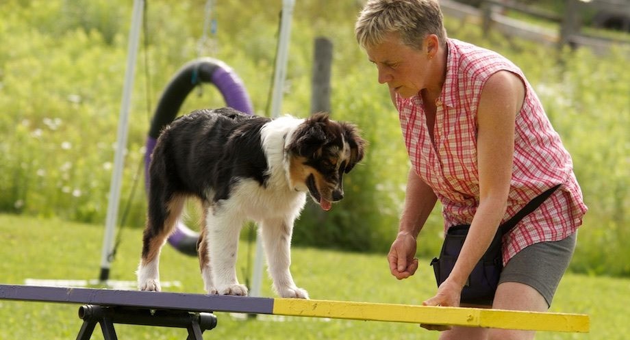 A trainer working with a Border Collie puppy on an agility dog walk